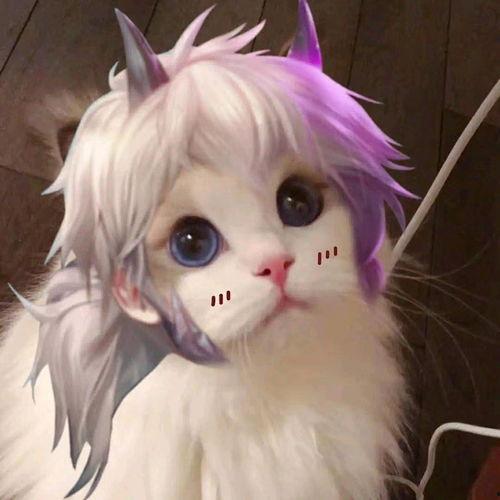 王者荣耀猫猫爆料视频,萌态可掬，技能全面解析